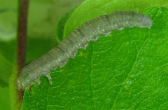 Euura viduata