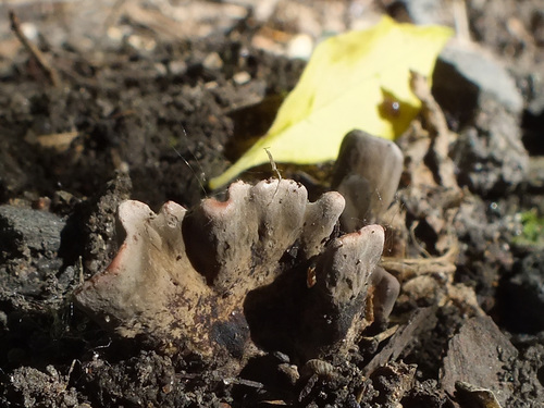 Xylaria friesii image