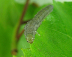 Euura viduata