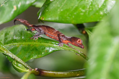 Uroplatus phantasticus
