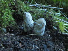 Coprinopsis jonesii