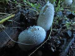 Coprinopsis jonesii