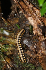 Nyssodesmus python
