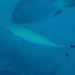 タカサゴ