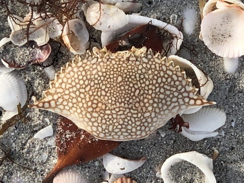 Speckled Swimming Crab, photo 8 of 9