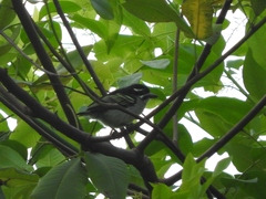 Pogoniulus bilineatus