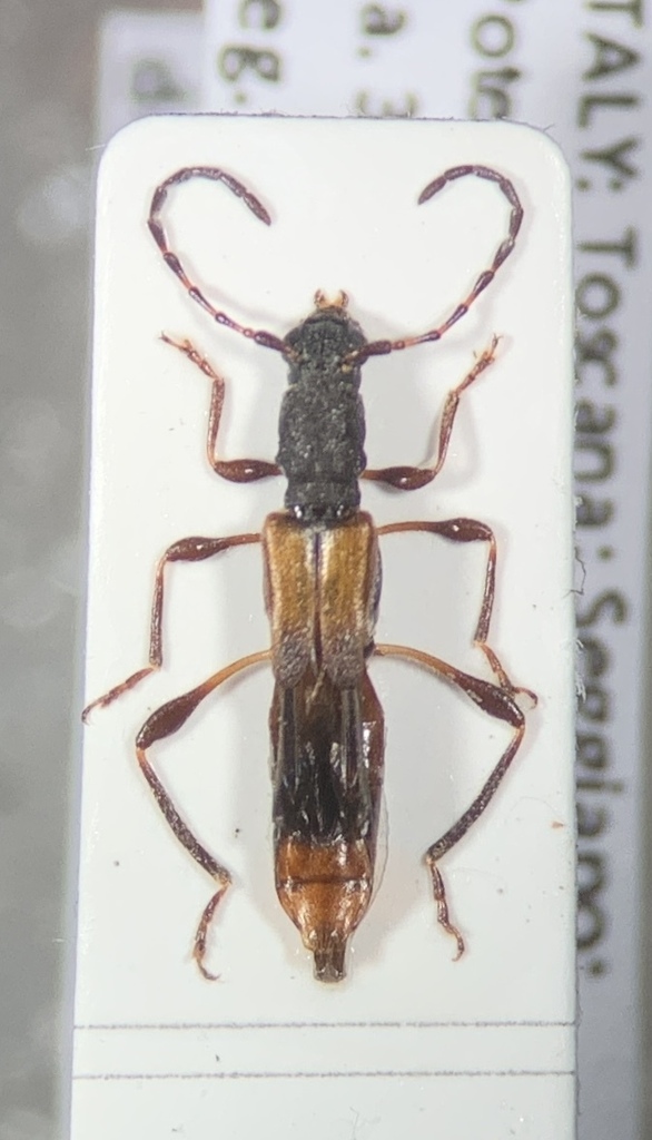 Dolocerus reichii