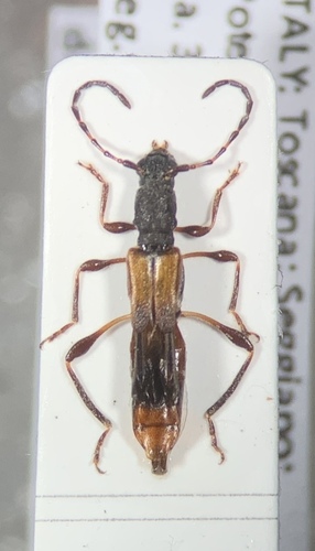 Dolocerus reichii