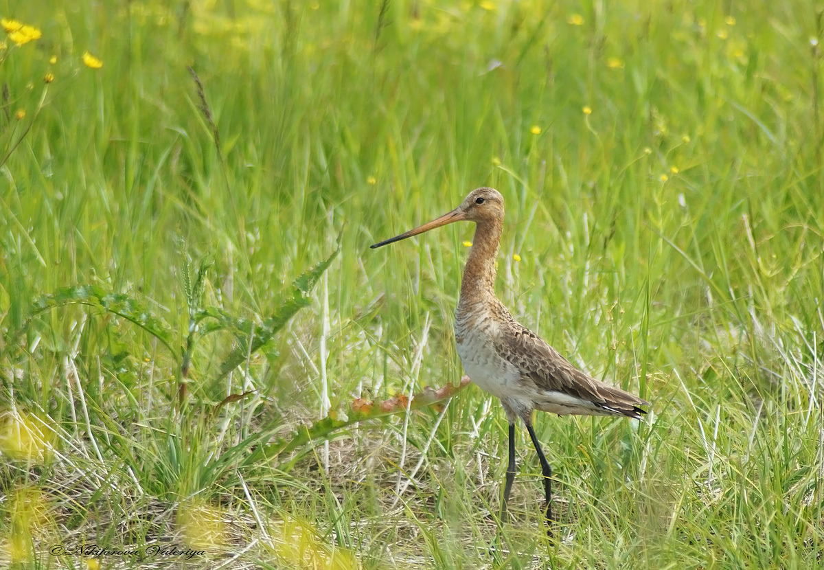iNaturalist.org. В. Данилова, Ибресинский р-н Чувашия, июнь 2016