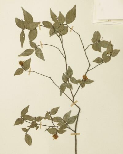 Camellia rosthorniana (Camellia rosthorniana)