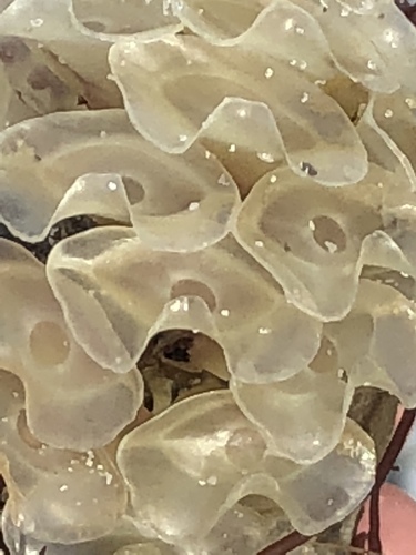 Eastern Banded Tulip