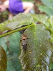 Pseudophonoctonus