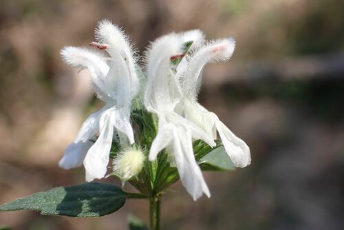 Image of Leucas glabrata by no rights reserved