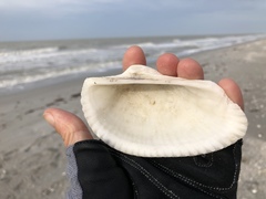 Anadara secticostata