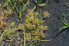 Isolepis ludwigii