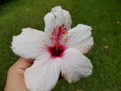 Hibiscus
