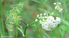Cicuta douglasii