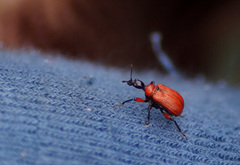 Apoderus coryli