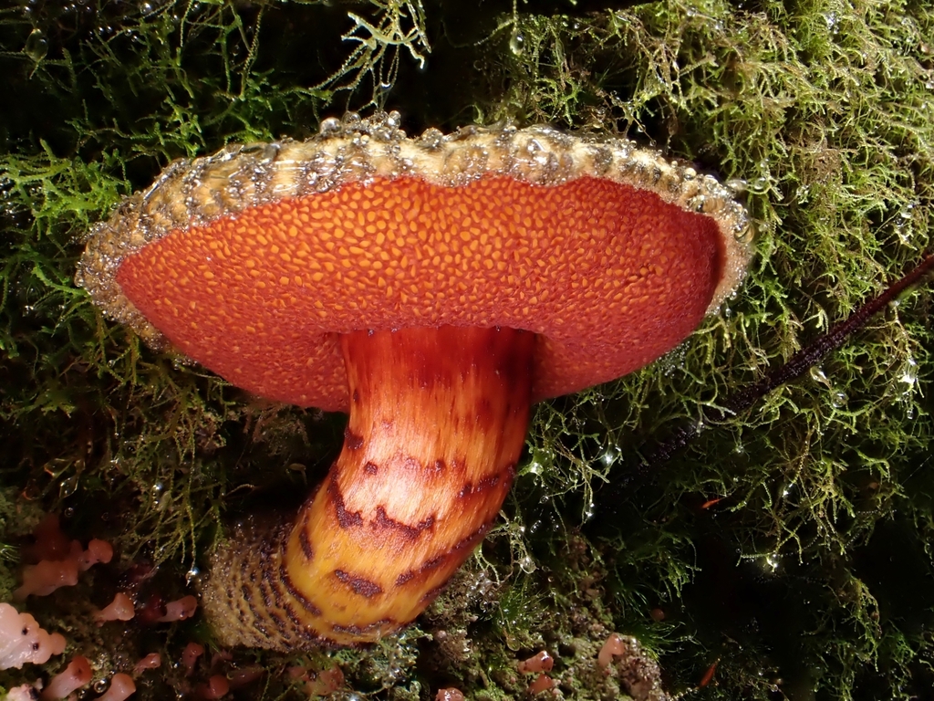 Amoenoboletus