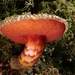 Amoenoboletus - Photo (c) Lee Ormsby, some rights reserved (CC BY-NC), uploaded by Lee Ormsby