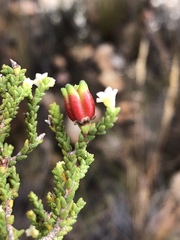 Diosma apetala