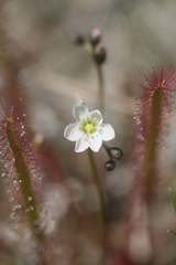 Drosera linearis