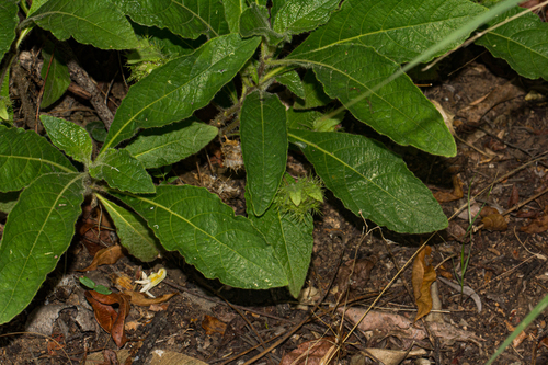 Crabbea velutina image