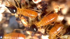 Nasutitermes corniger