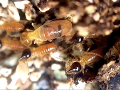 Nasutitermes corniger