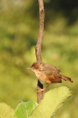 Cisticola fulvicapilla