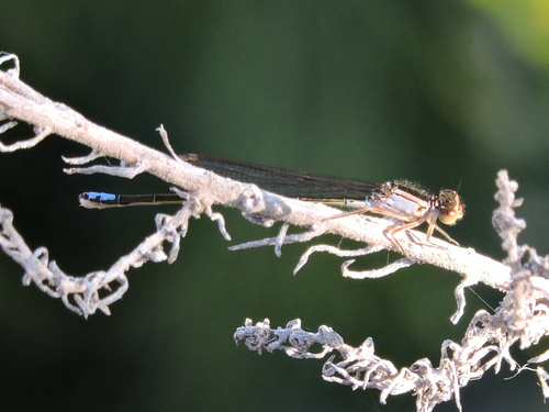 Black-fronted Forktail photo 6