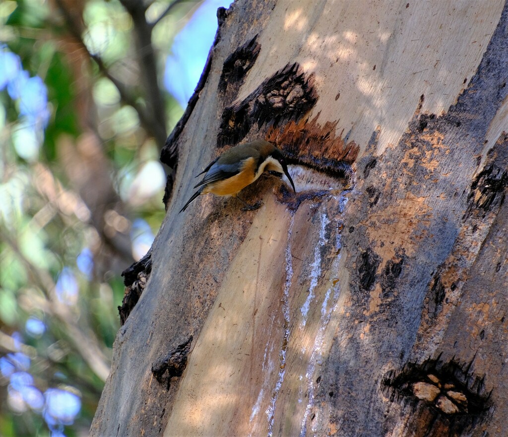 Yellow-bellied Glider
