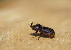 Sinodendron cylindricum