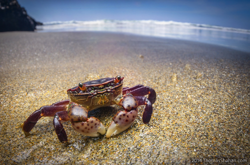 Purple Shore Crab, photo 2 of 10