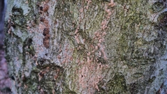 Cryptococcus fagisuga