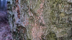 Cryptococcus fagisuga