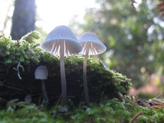 Mycena amicta