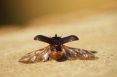 Sinodendron cylindricum