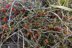 Coprosma cheesemanii