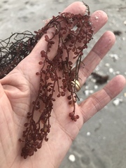 Botryocladia occidentalis