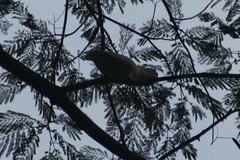 Cacatua moluccensis