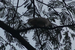 Cacatua moluccensis