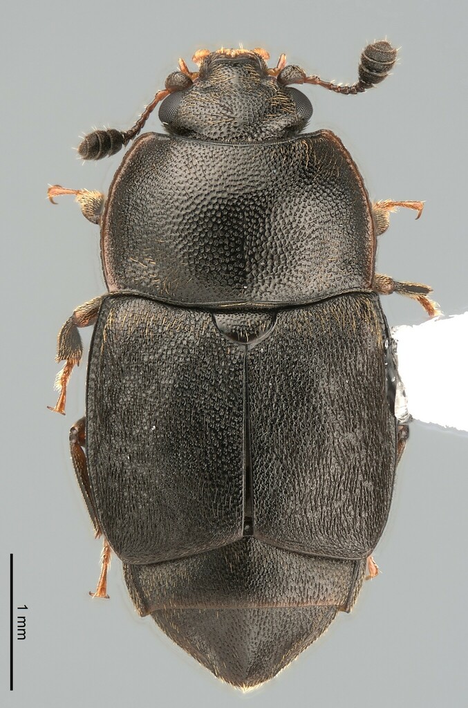 Caplothorax sayi
