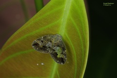 Ricanoptera fenestrata