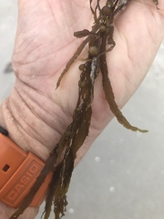 Sargassum filipendula