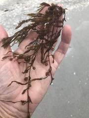 Sargassum filipendula