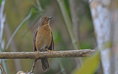 Yellow-Legged Thrush photo 4
