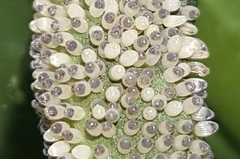 Placidina euryanassa