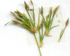 Isolepis ludwigii