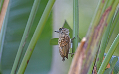 Scaled Piculet photo 2